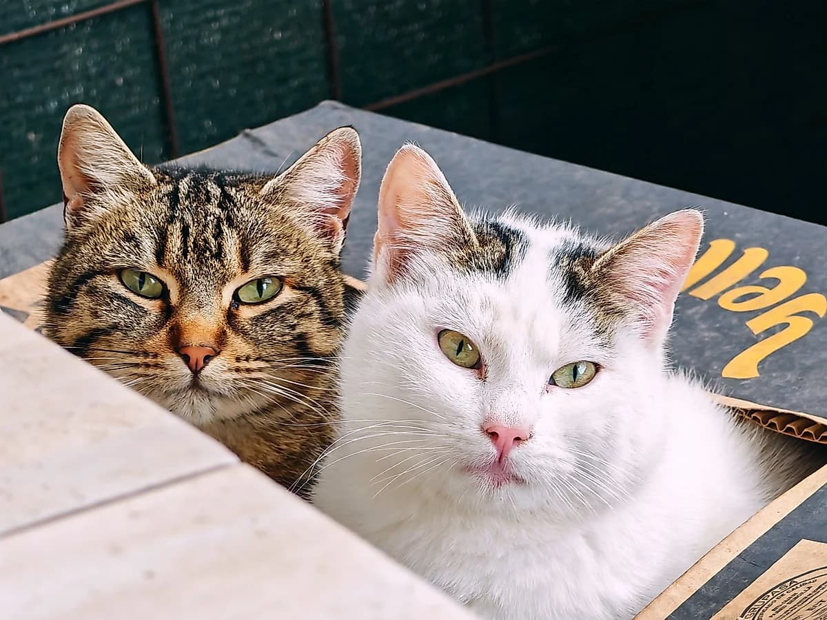 Patiler Topaklanan Kedi Kumu 10 L, Doğal Bentonit