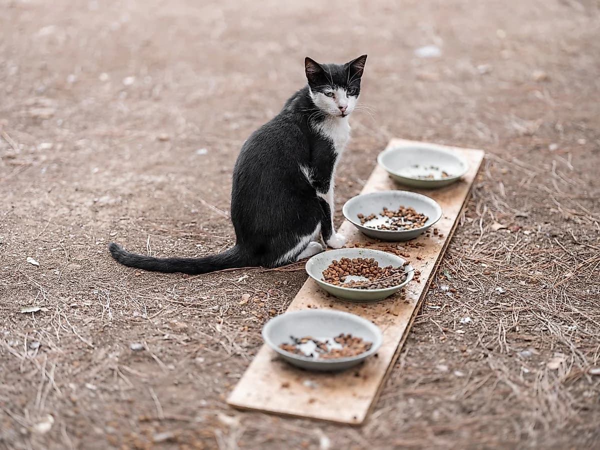 Patiler Yetişkin Kedi Maması 2 kg, Tavuklu Kuru Mama