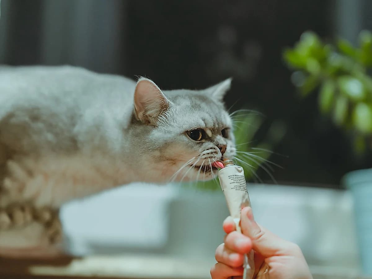 Patiler Kedi Vitamin Macunu 100 g, Malt ve Tüy Yumağı