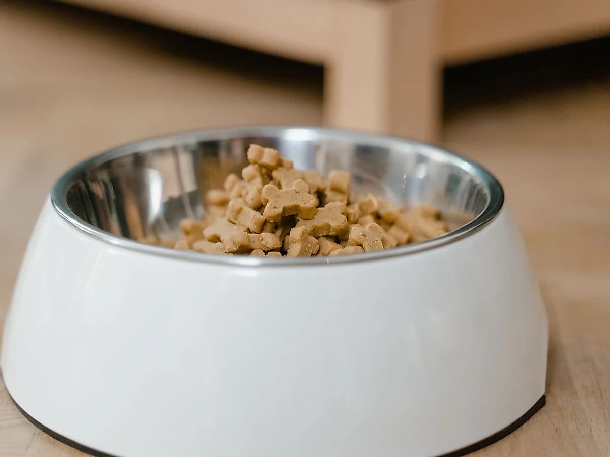 Patiler Yetişkin Köpek Maması 3 kg, Kuzu Etli